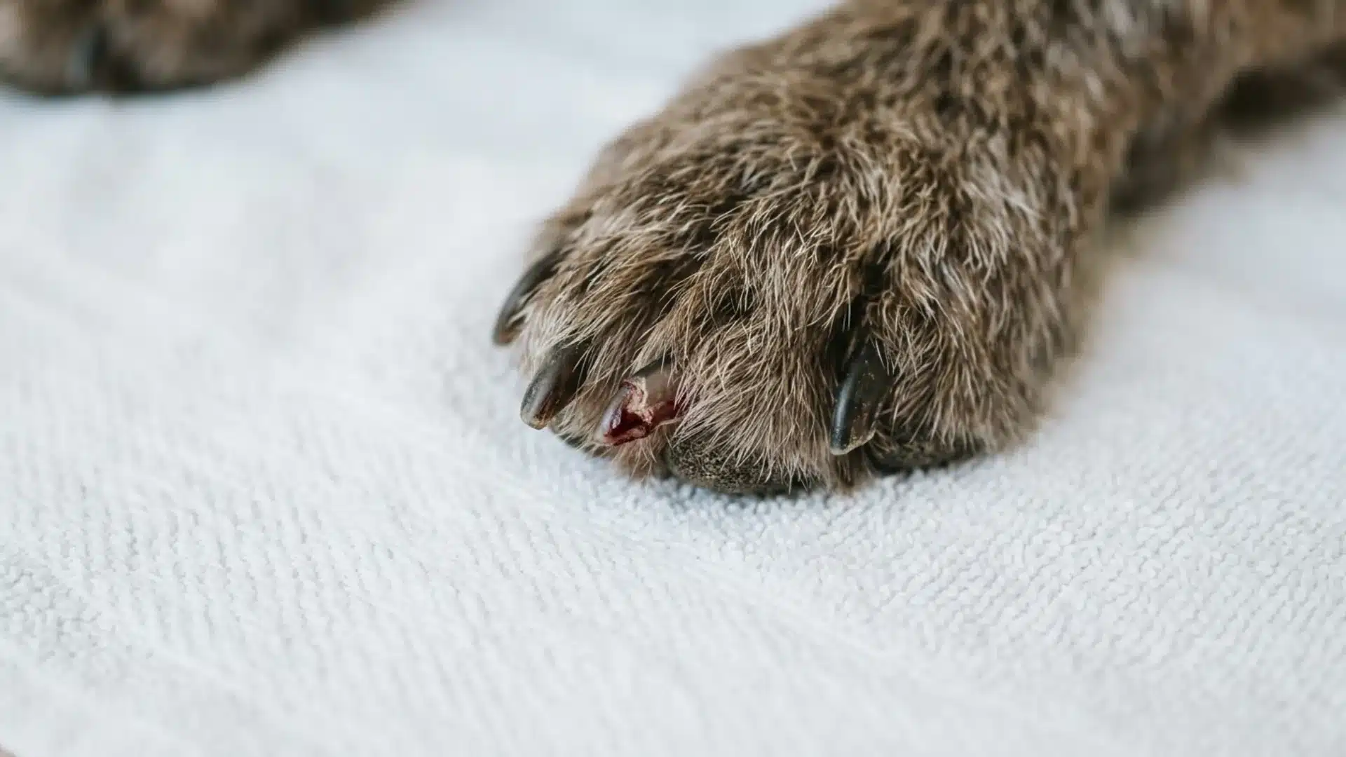 Close-up of a dog's broken nail with the quick partially exposed