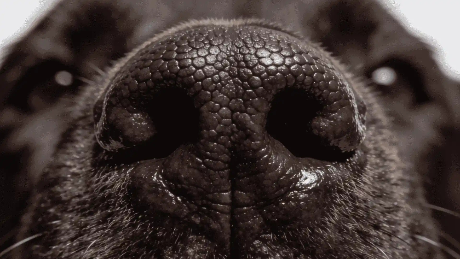 Close-up of a healthy dog nose with normal cobblestone texture and pigment