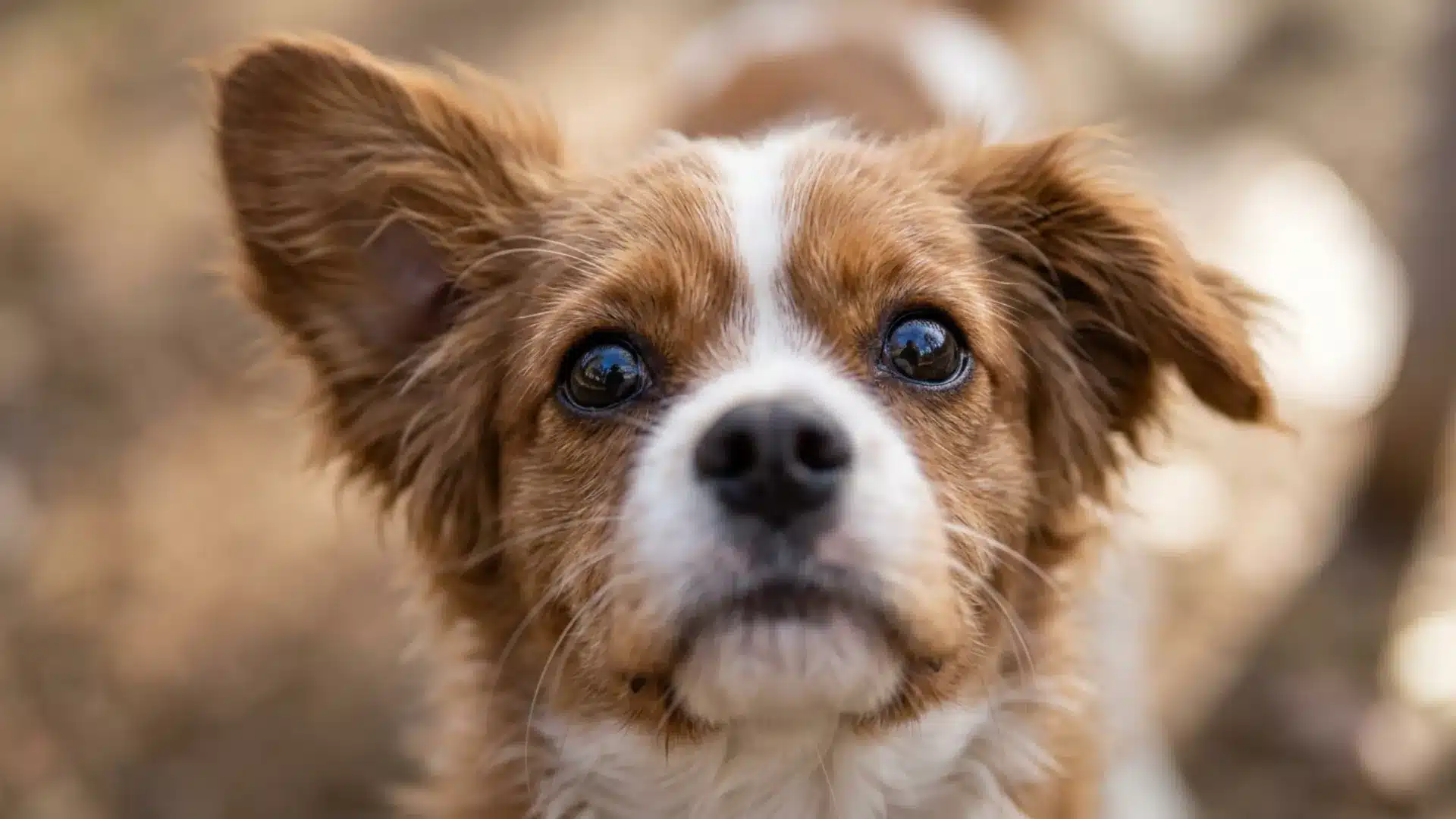 Close up portrait of a brown and white puppy outdoors