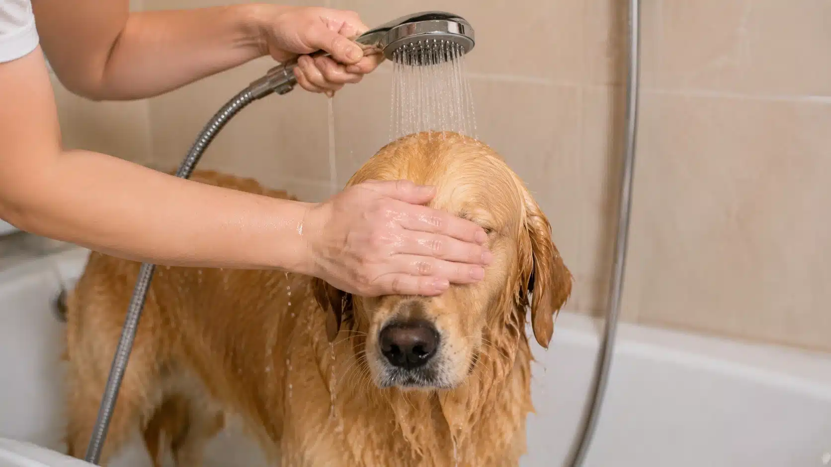 dog being rinsed carefully around sensitive areas after plant oil exposure