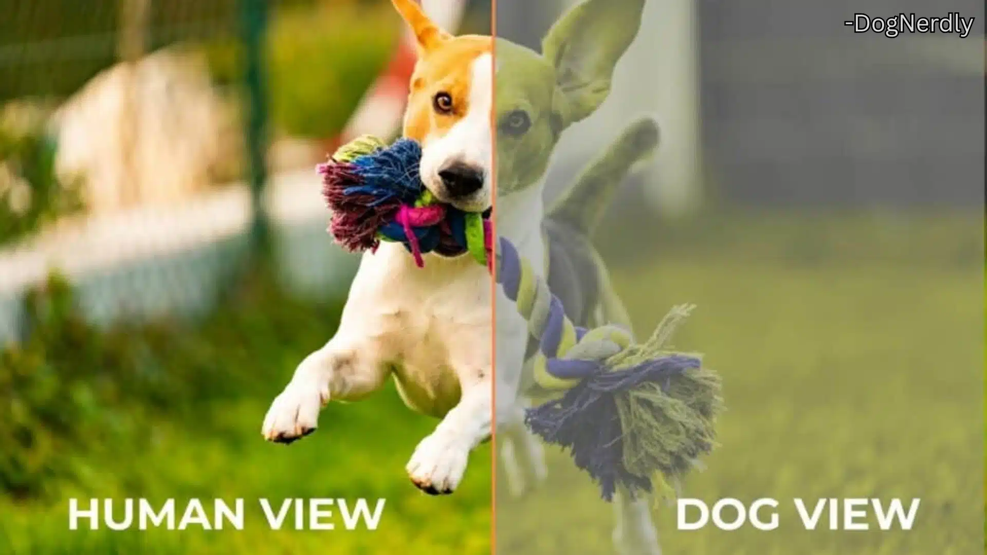 Dog carrying rope toy with split human and dog view showing softer colors and muted details