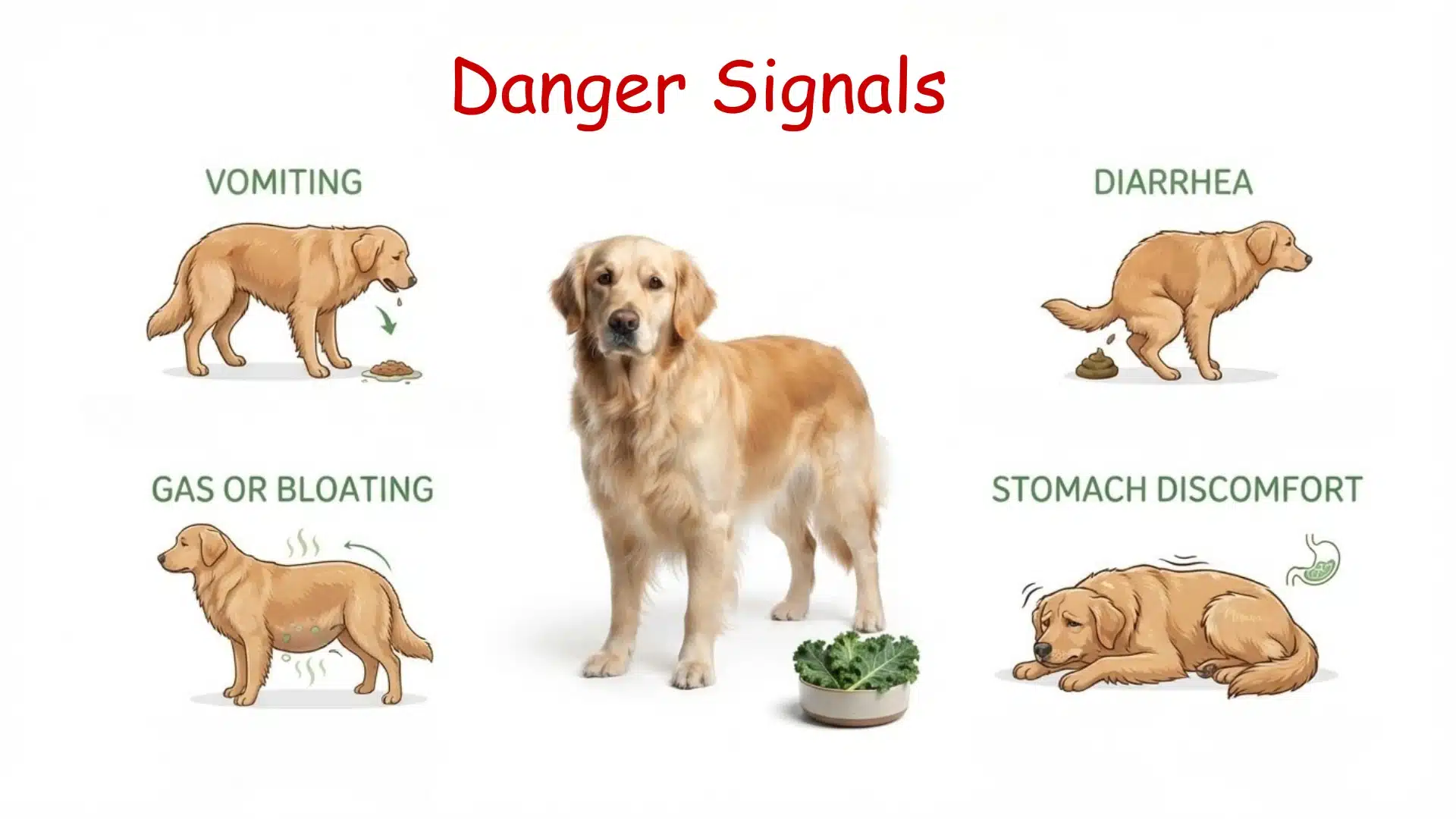 dog danger signs infographic showing vomiting diarrhea gas bloating and stomach discomfort after eating kale (2)