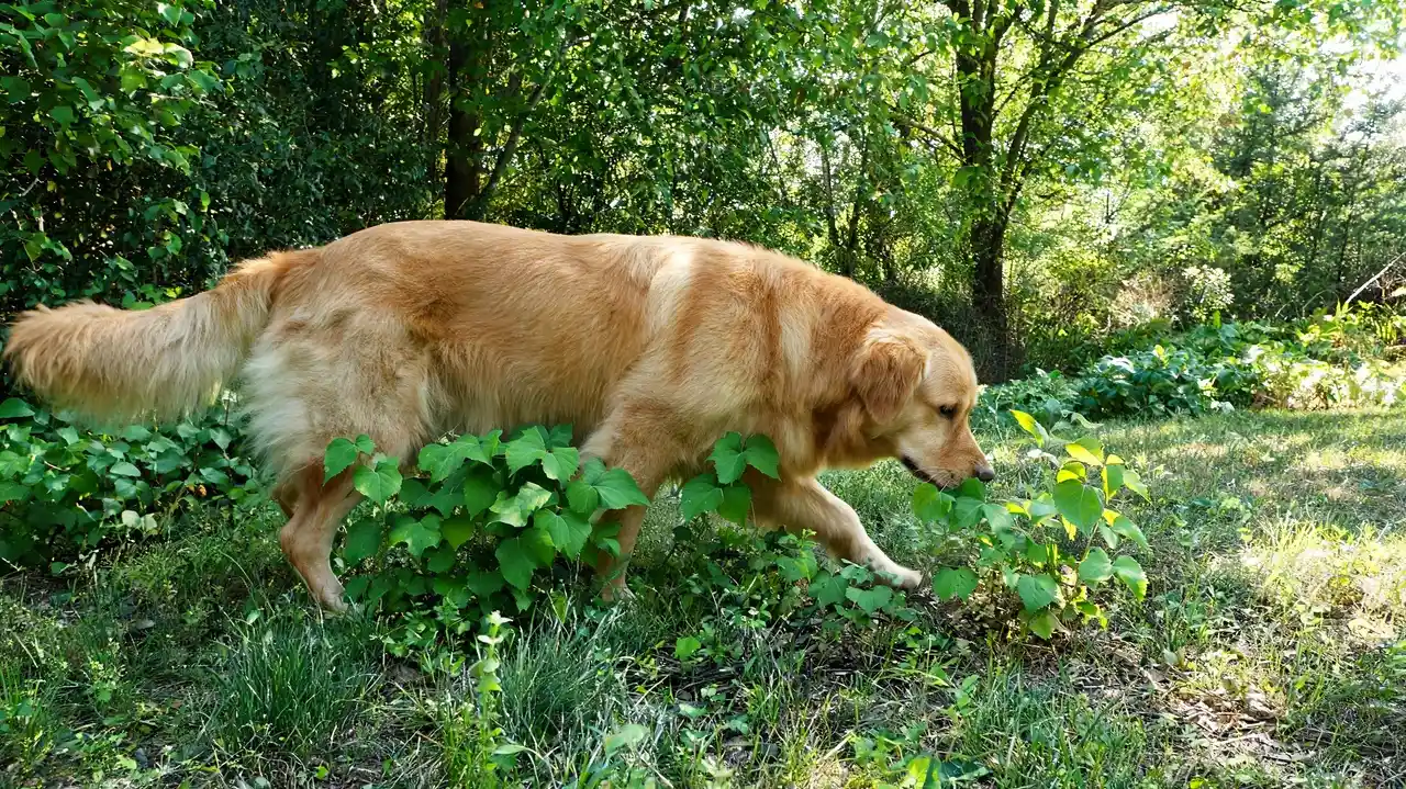 dog near poison ivy along a trail showing outdoor exposure risk to paws belly and fur