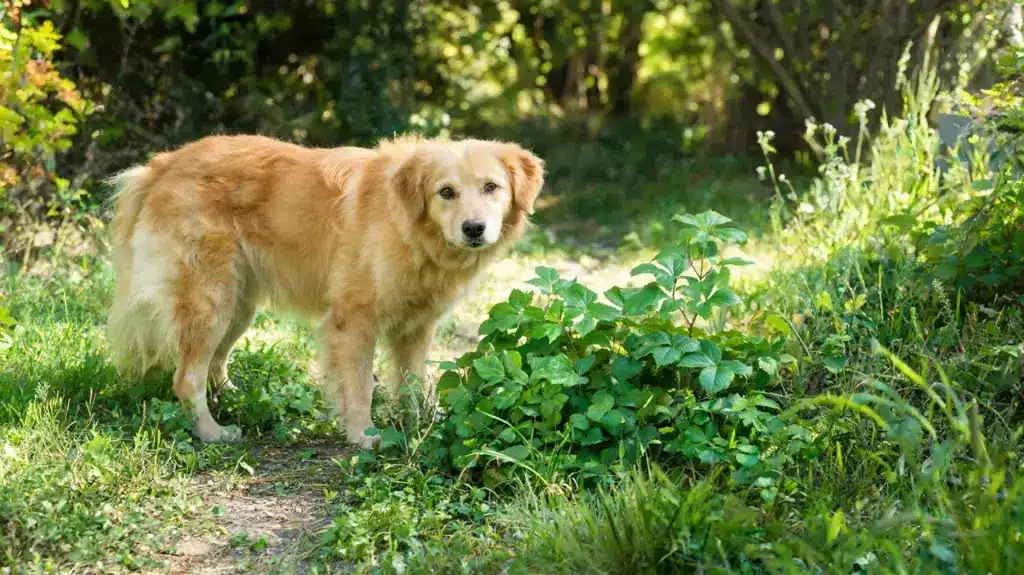 dog near poison ivy plants after outdoor walk showing possible fur exposure risk