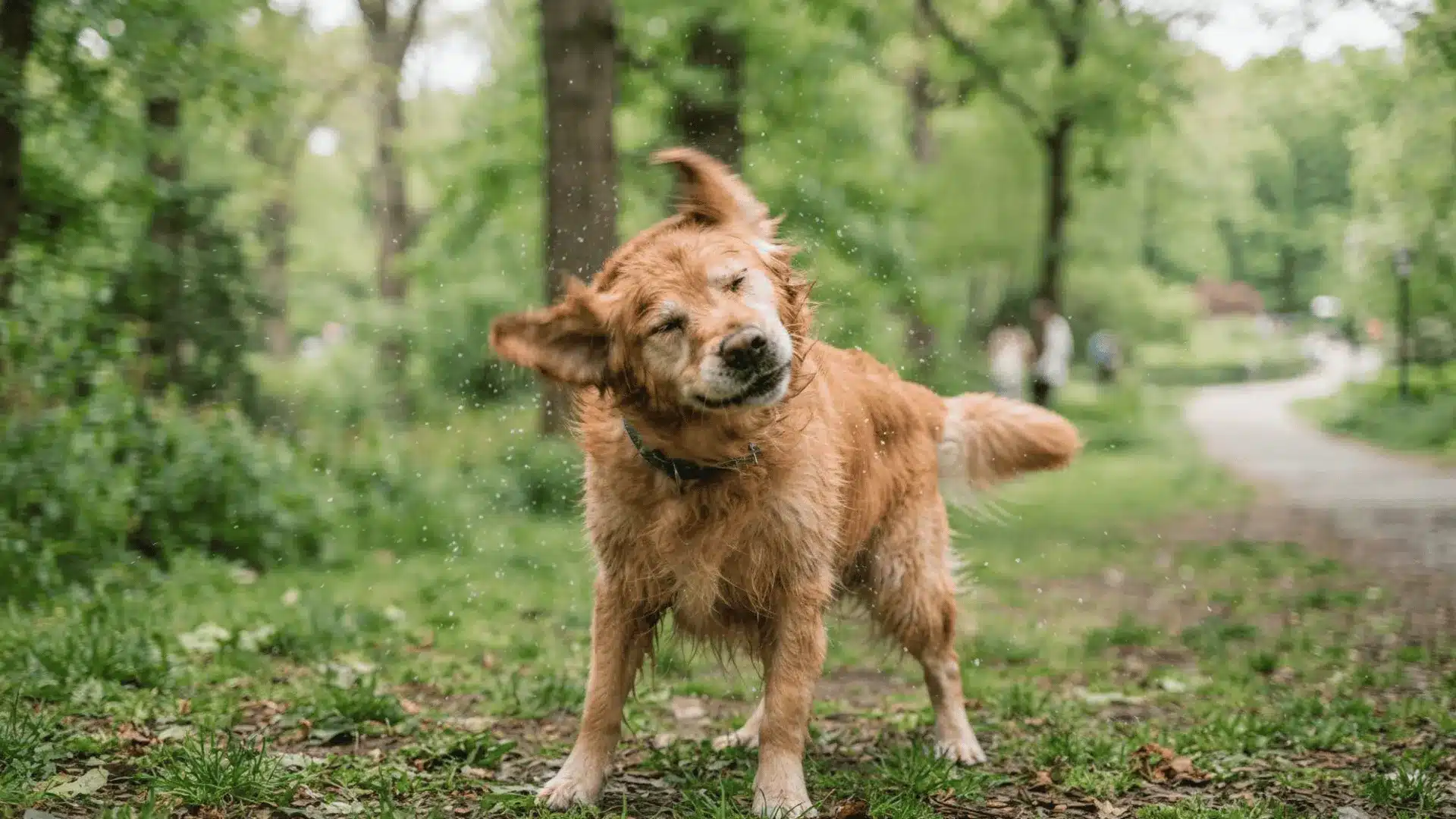Dog shaking its head in a park in a calm outdoor setting