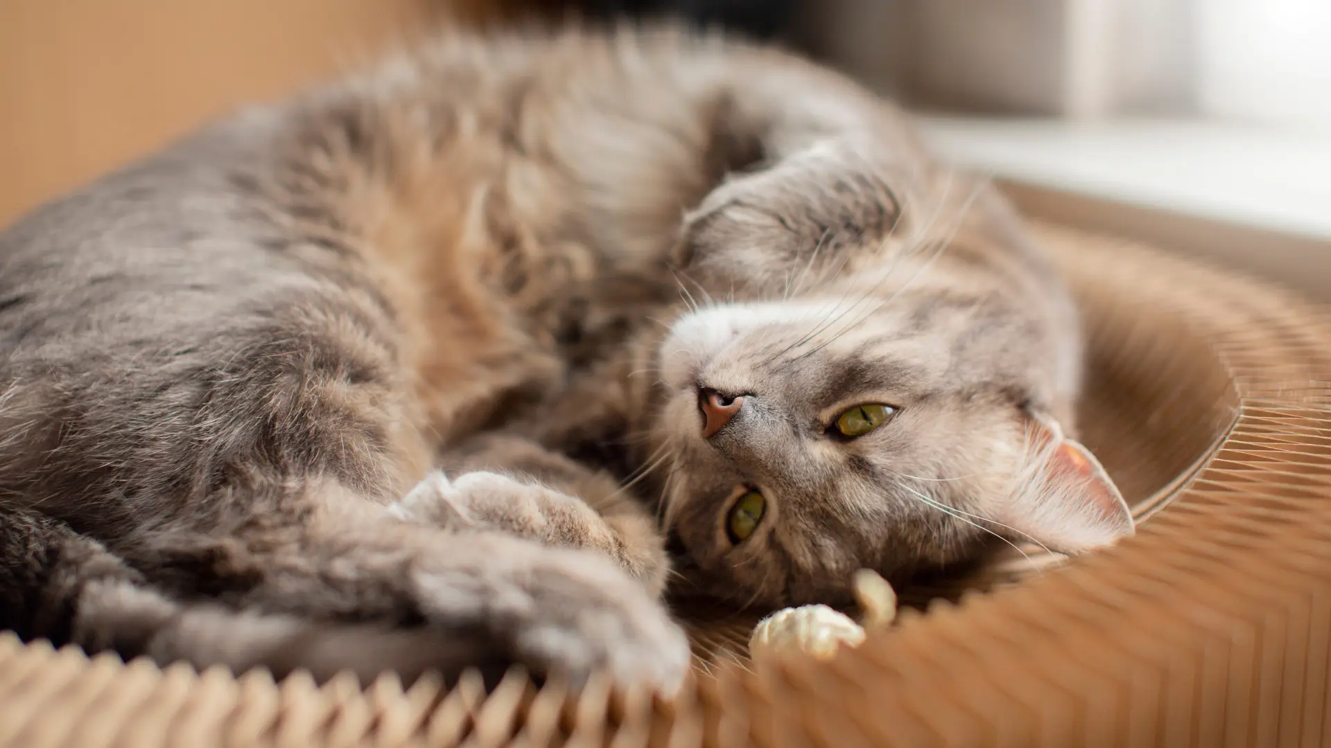Female Cat In Heat or Having Heat Cycle