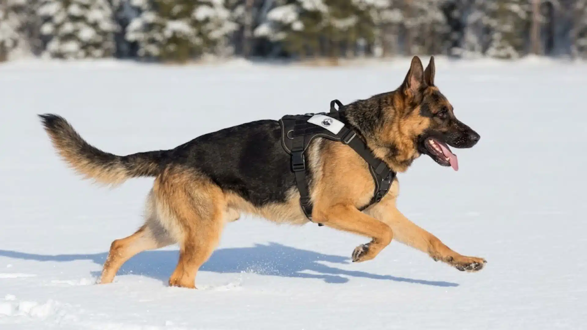 German Shepherd wearing a harness running through fresh snow with winter trees blurred in the background