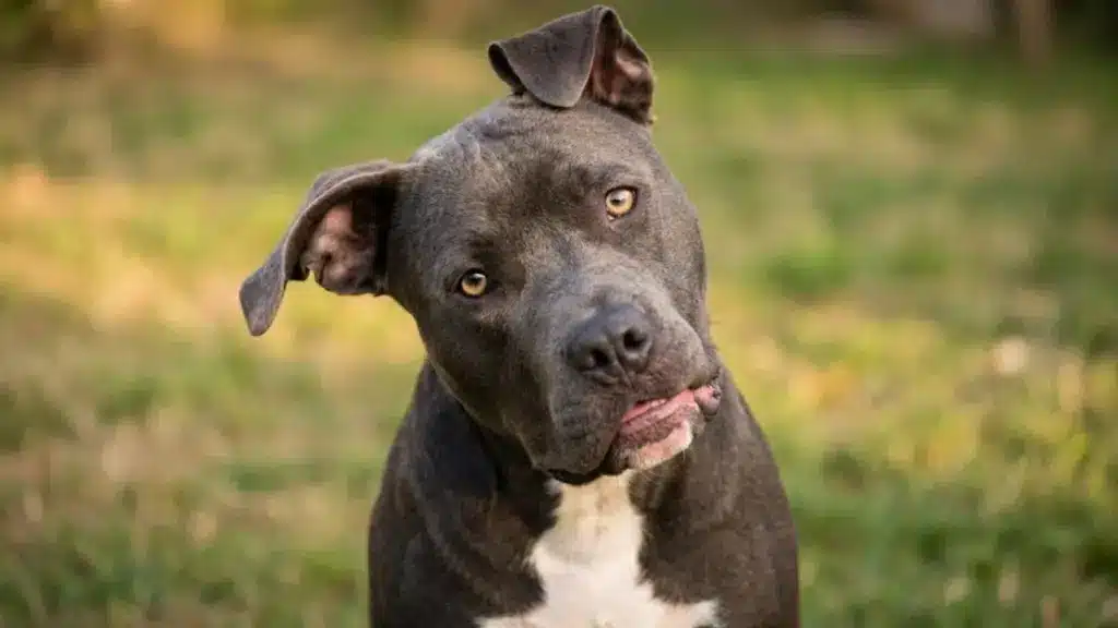 Gray dog with tilted head sitting on grass, showing a common sign of vestibular disease in dogs