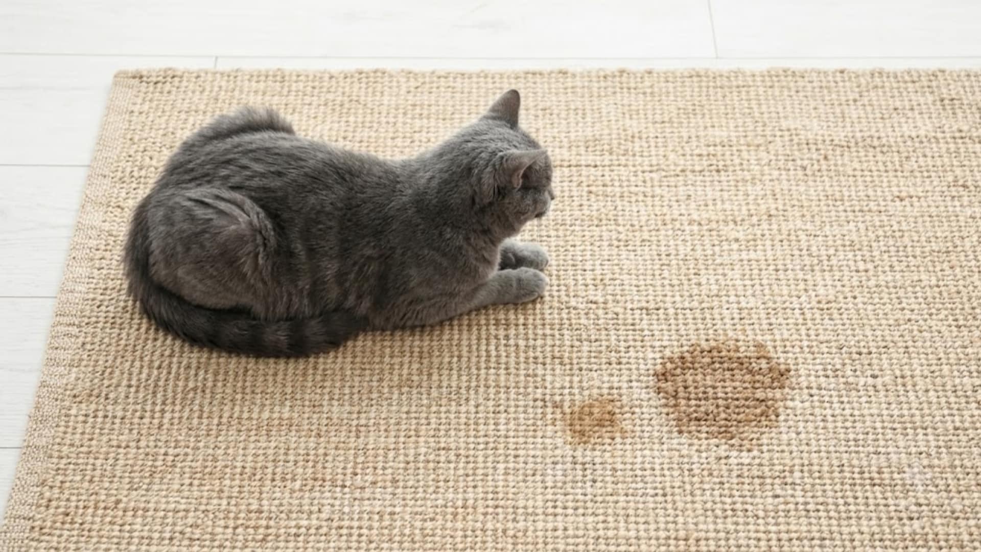 Gray cat lying on a woven rug beside urine stains, showing a litter box accident on the floor at home