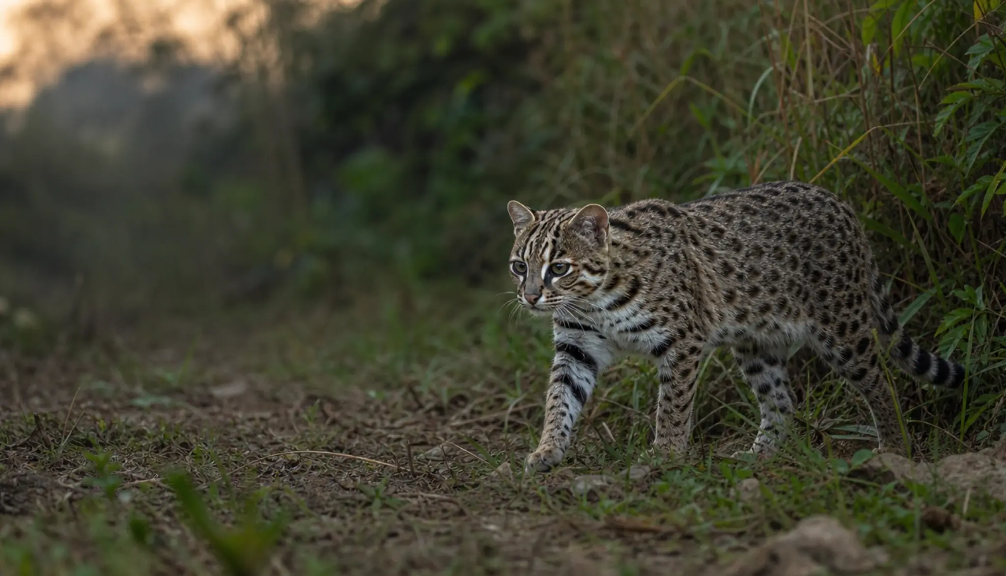 leopard cat walking through a grassy asian forest edge at dusk with its spotted coat clearly visible