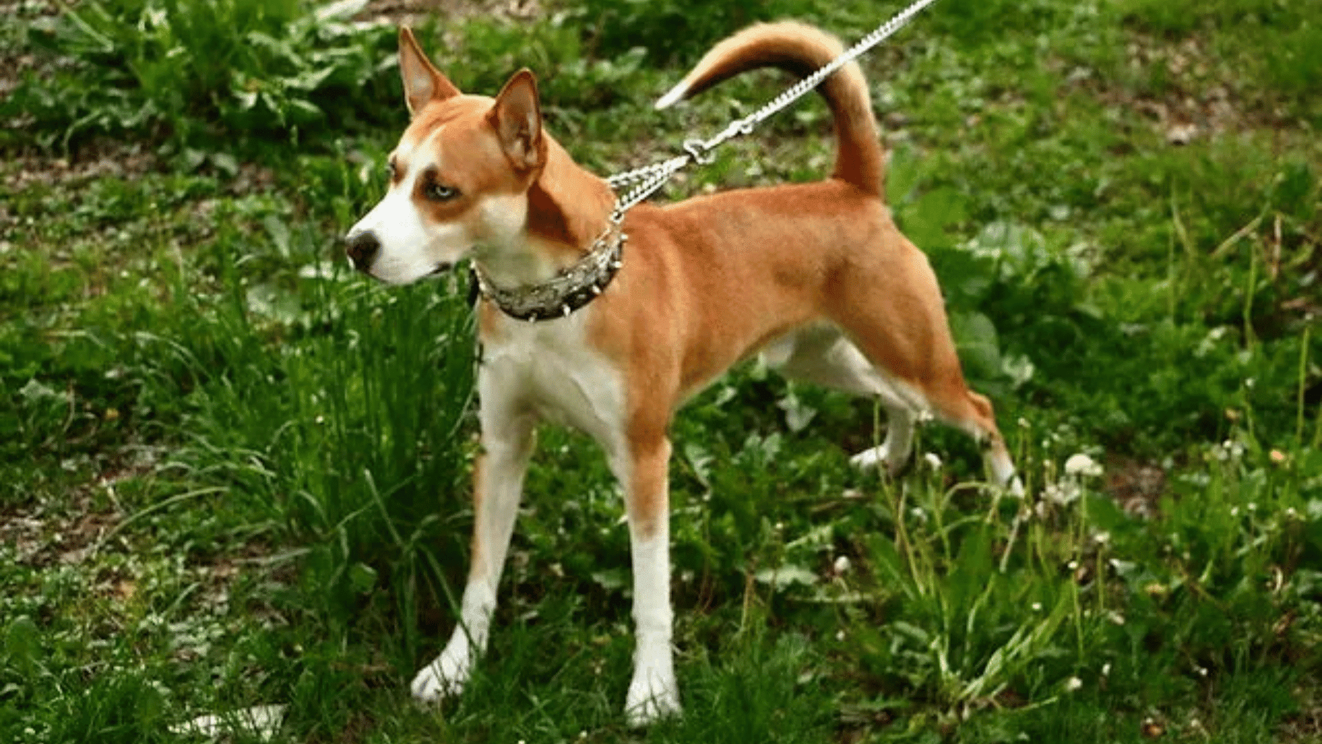 pitsky dog standing outdoor with brown and white coat on grass during a walk