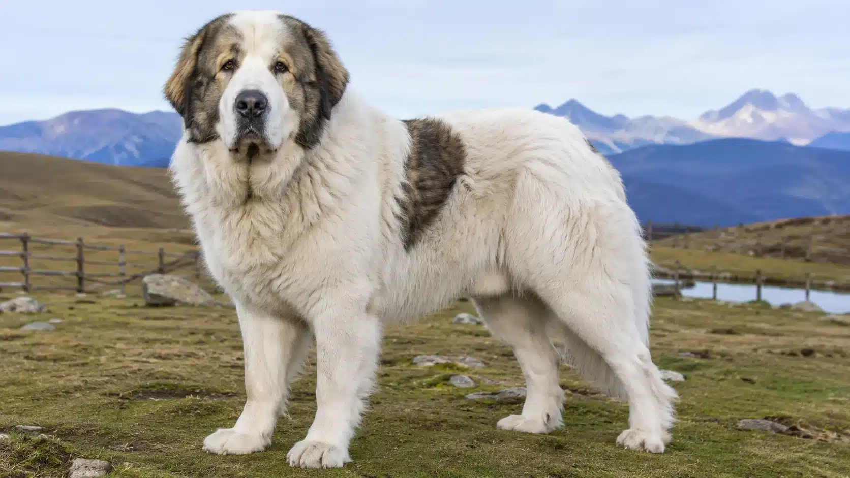 pyrenean mastiff standing on a spacious rural farm with mountain pasture