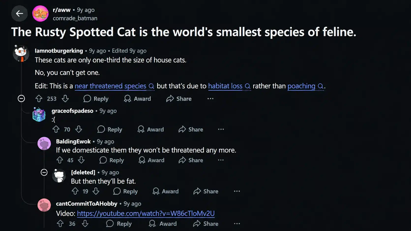 reddit discussion screenshot about rusty spotted cat being the world’s smallest wild feline species