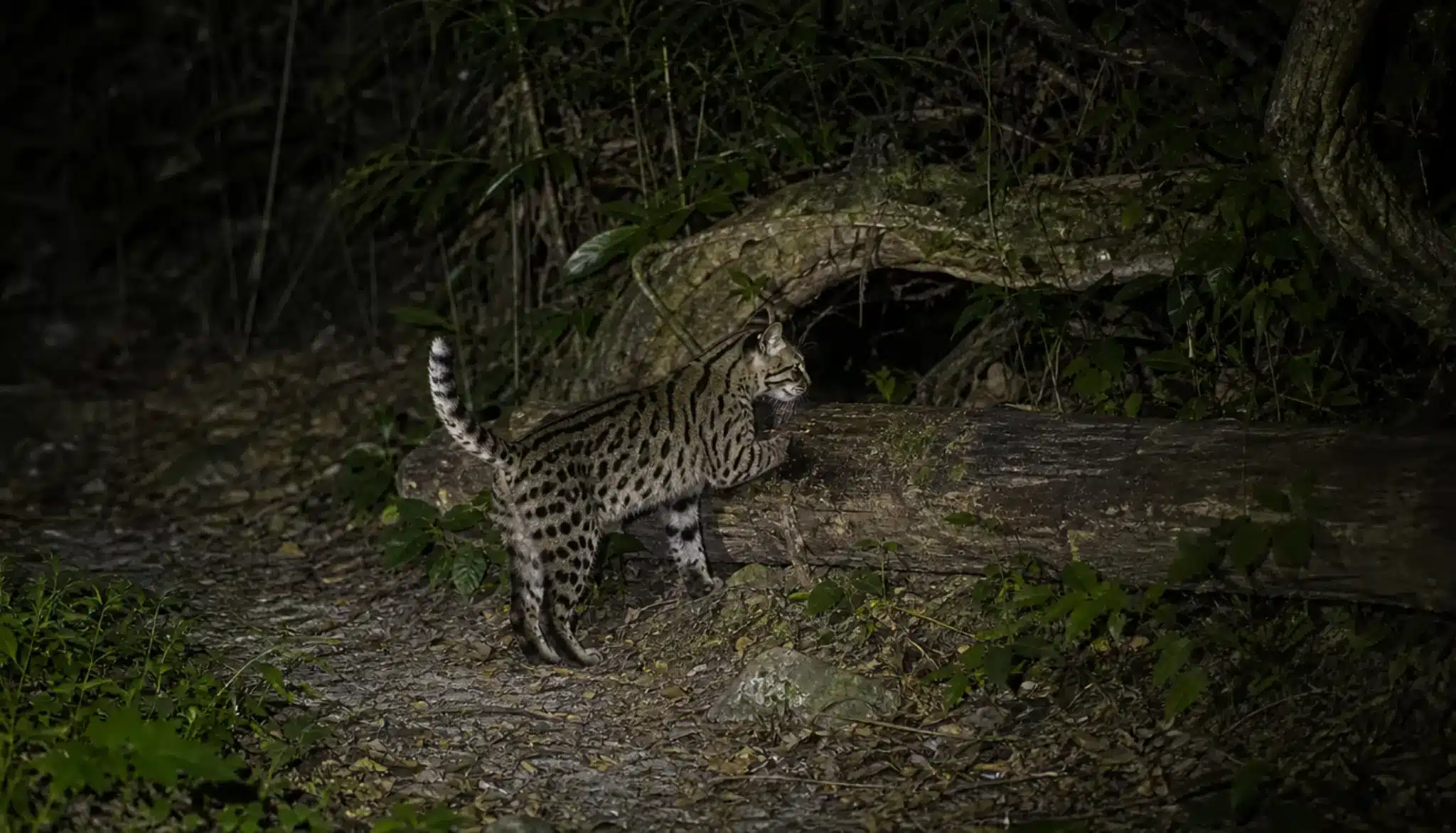 solitary leopard cat scent marking a forest trail at night beneath soft moonlight and dense vegetation