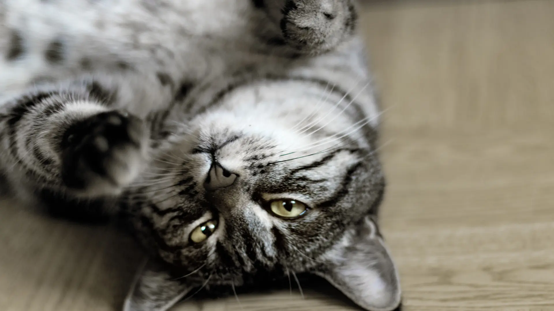 Tabby cat showing lordosis posture and rolling behavior during heat cycle