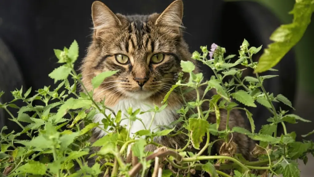 Tabby cat sitting among fresh green catnip plants in a garden