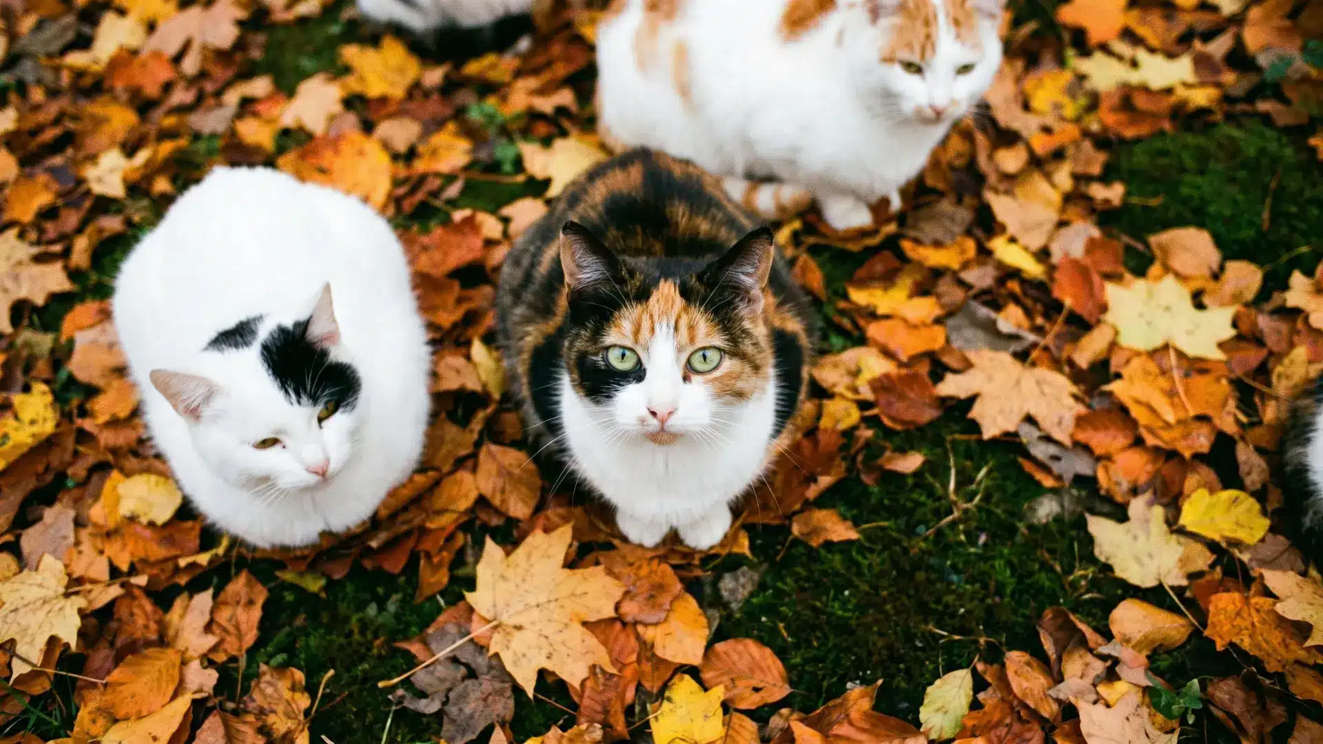 Three cats sitting together on autumn leaves outdoors.