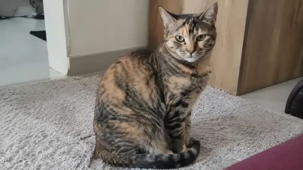 torbie cat with tabby stripes and tortoiseshell patches sitting on a rug indoors