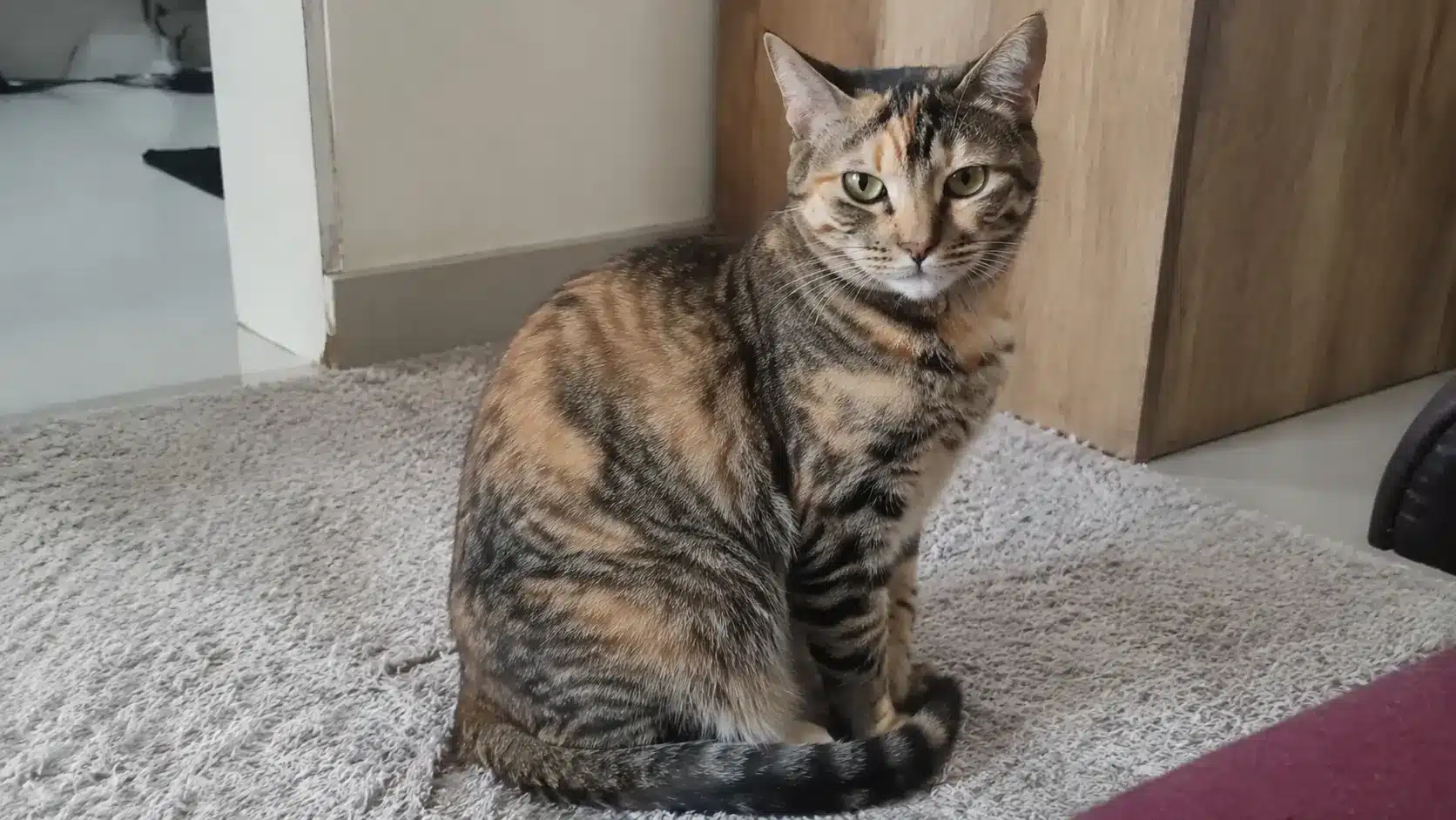 torbie cat with tabby stripes and tortoiseshell patches sitting on a rug indoors