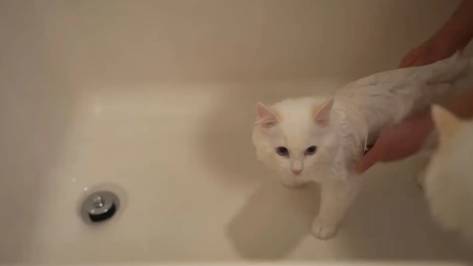 Wet white kitten standing calmly in a bathtub while being supported during bath time