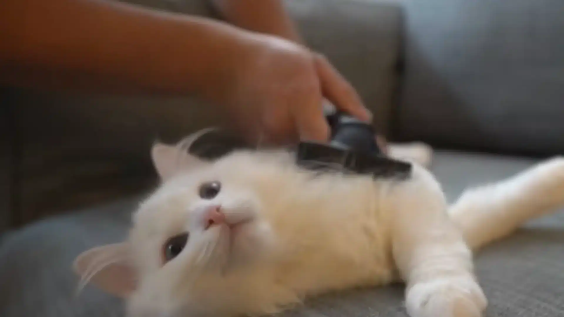 White cat being brushed