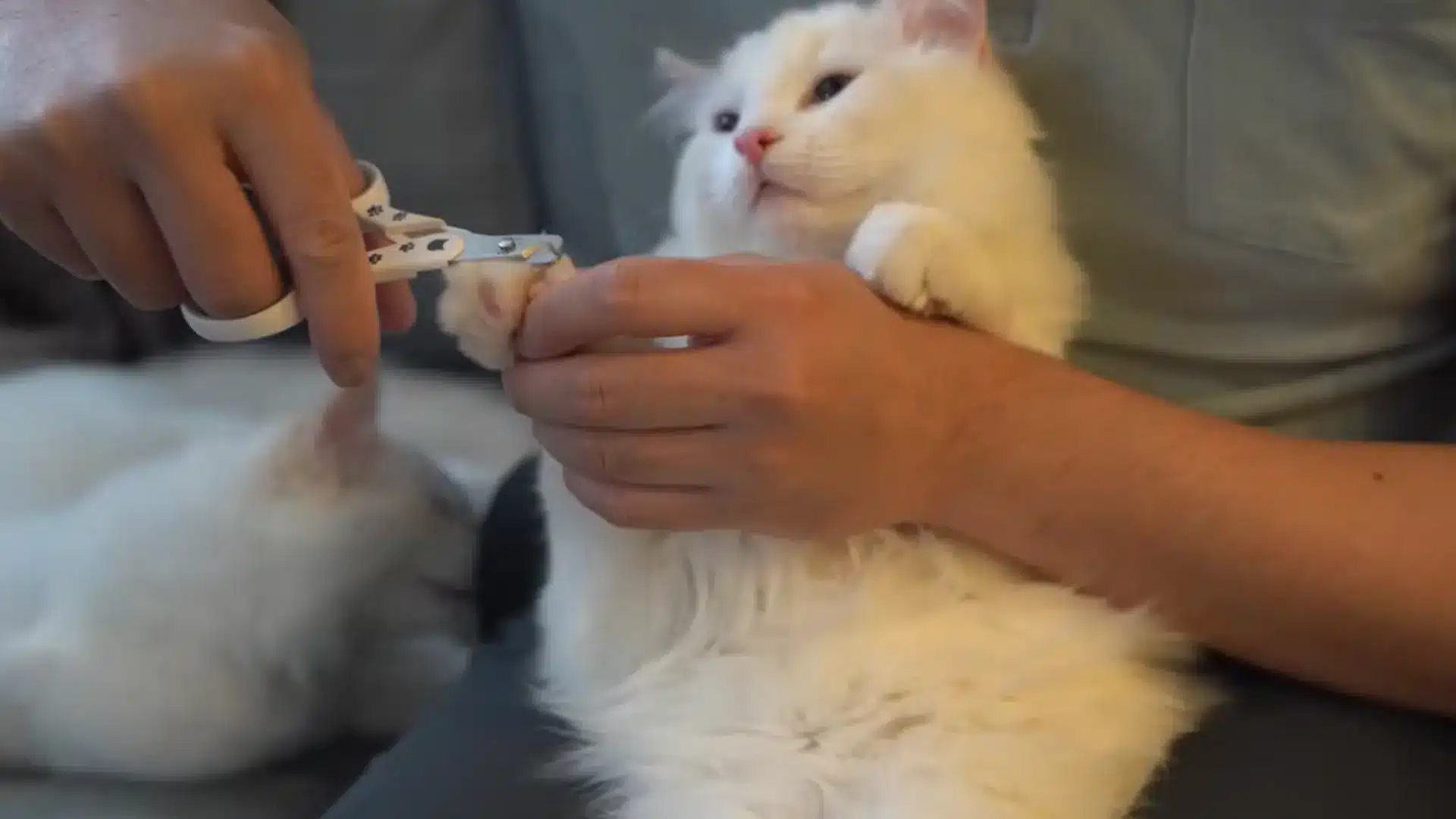 White cat getting nails trimmed