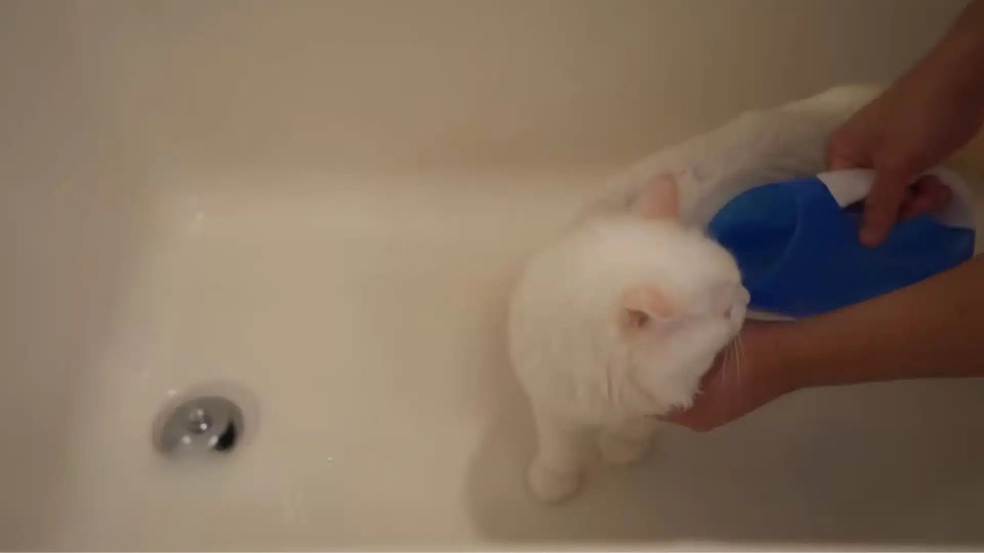 White kitten being rinsed with a shower cup in a bathtub during a gentle bath
