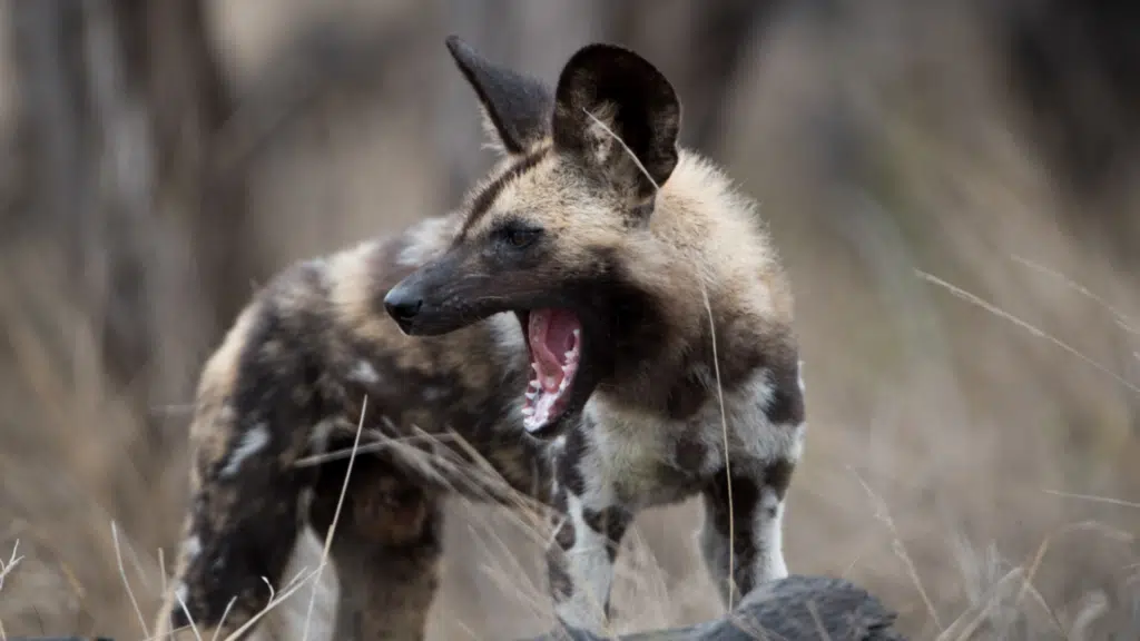 african wild dog opening its mouth aggressively while showing teeth in the savanna habitat