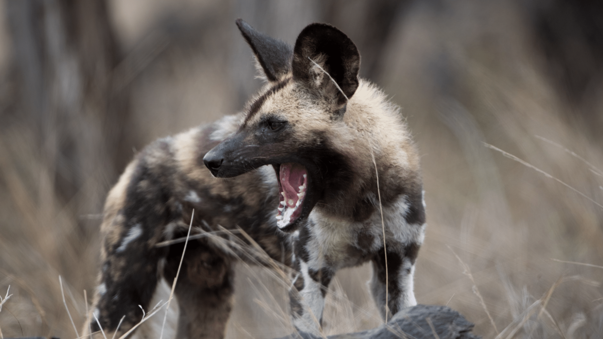 african wild dog opening its mouth aggressively while showing teeth in the savanna habitat