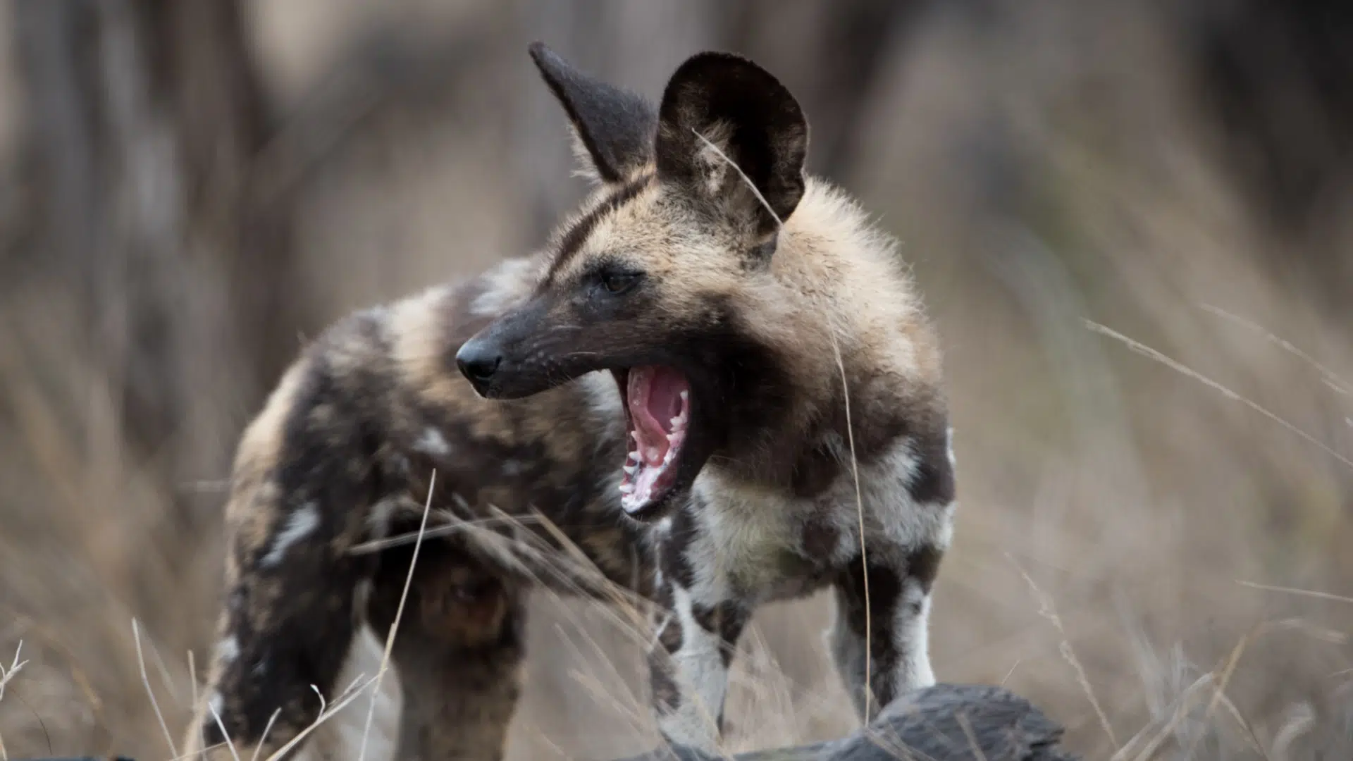 african wild dog opening its mouth aggressively while showing teeth in the savanna habitat