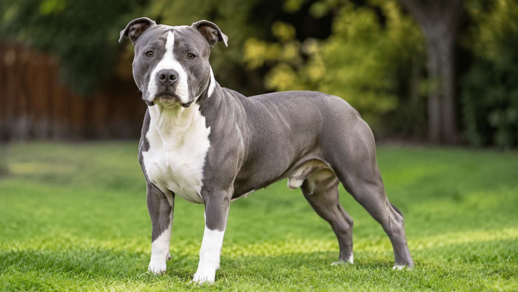 american staffordshire terrier standing on green lawn outdoors