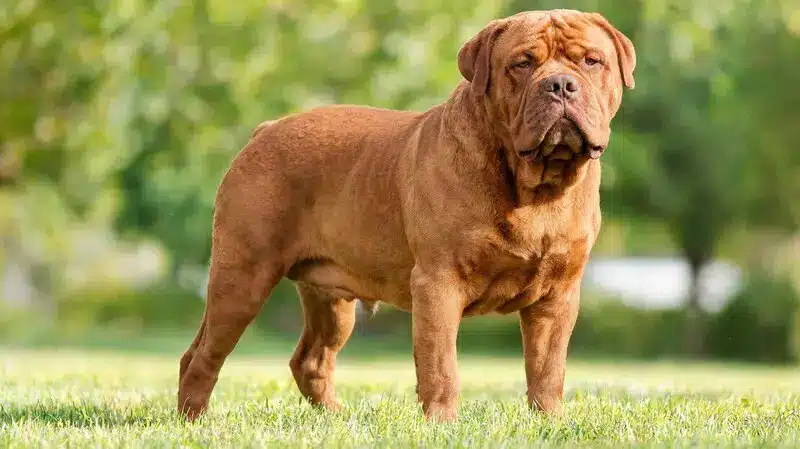 anatolian shepherd large guardian dog breed with strong build
