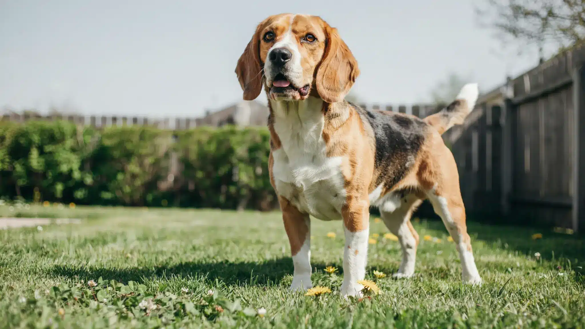 beagle dog standing outdoors with tri-color coat, floppy ears, and friendly expression in a garden
