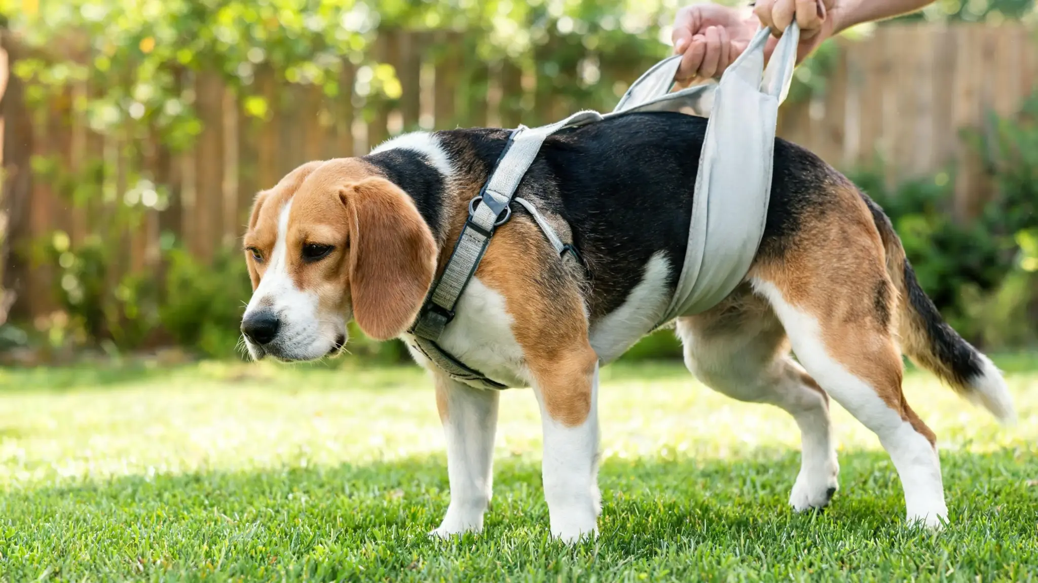beagle wearing a body harness and rear support sling while walking across grass with human assistance