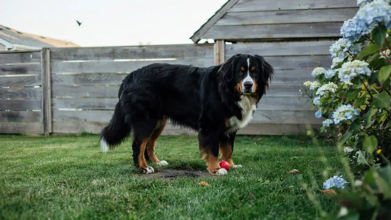 bernese mountain dog standing on grass in garden with wooden fence and flowers in background