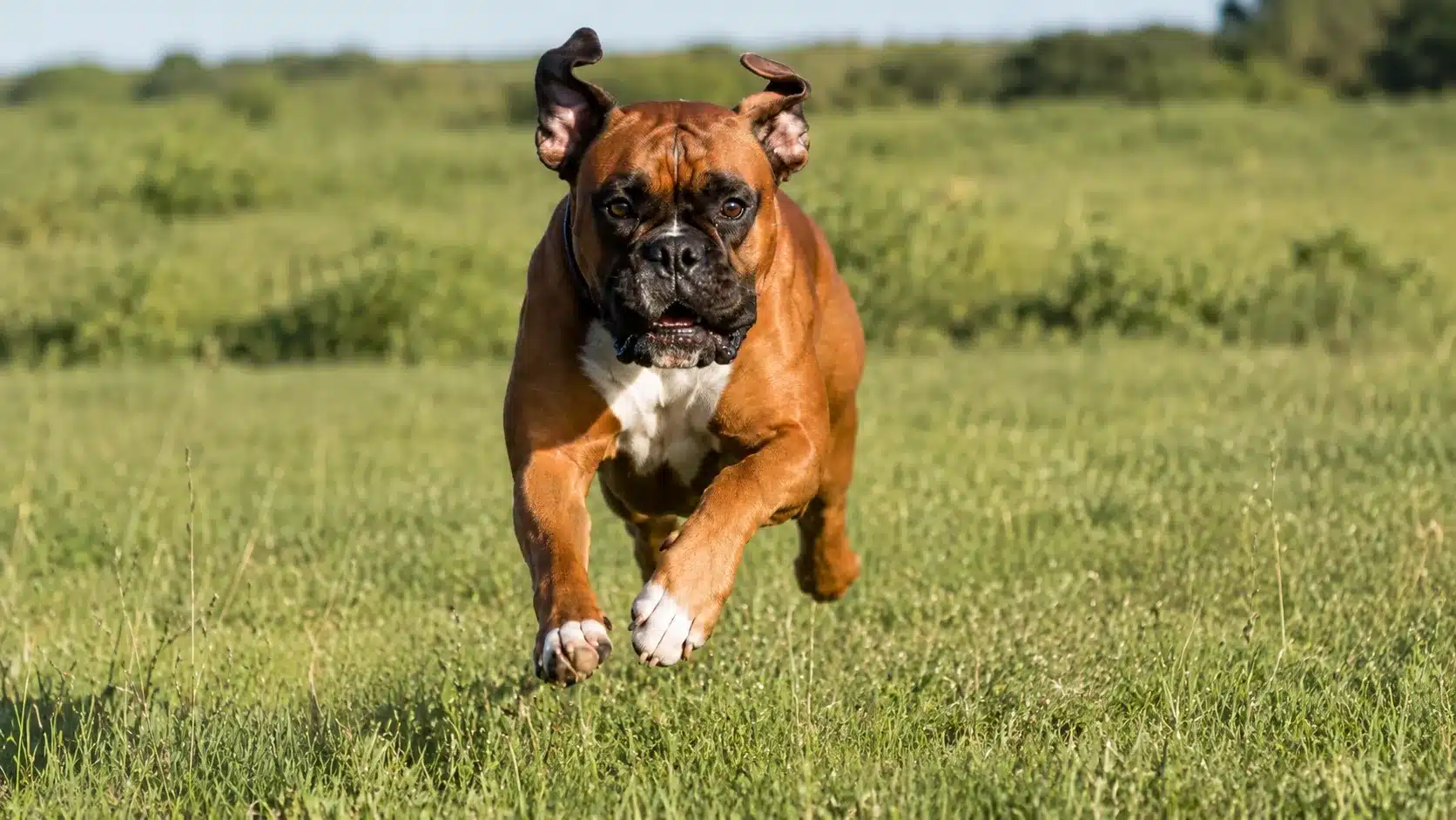 boxer dog sprinting across meadow showing muscular body broad chest and athletic build
