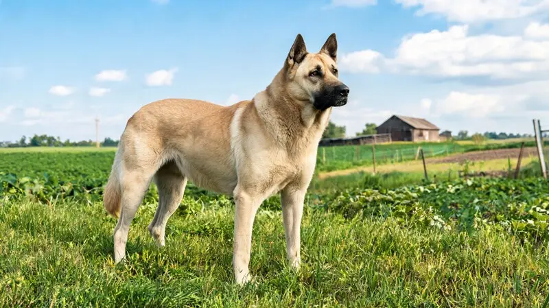 cane corso powerful italian dog breed with muscular body