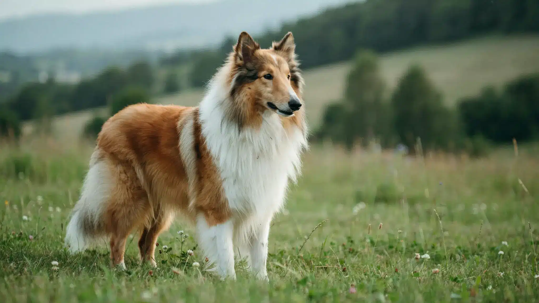 collie dog with long fluffy coat standing outdoors in a grassy field with a gentle expression