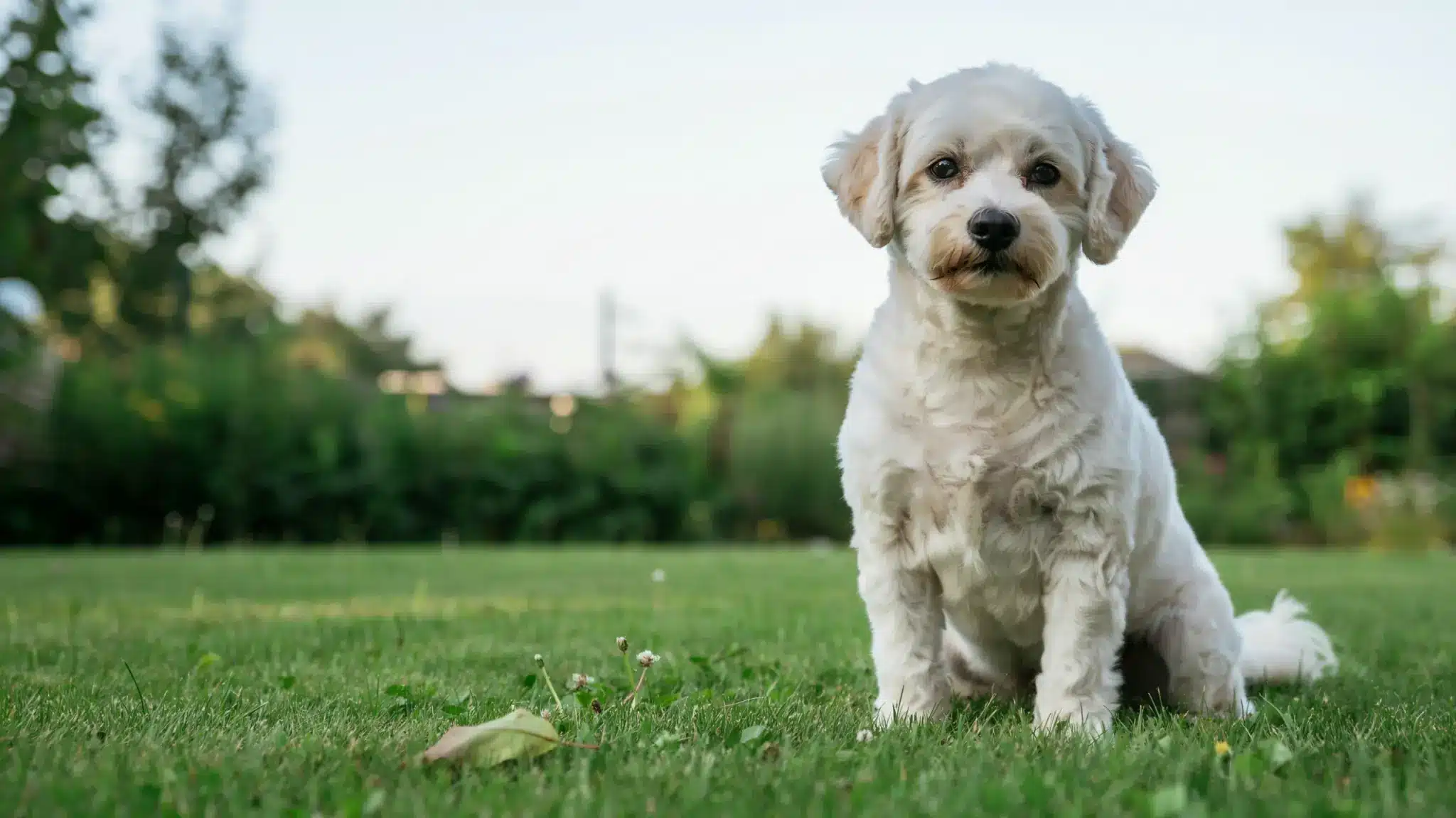 coton de tulear dog sitting on grass showing its fluffy white coat and small companion breed features