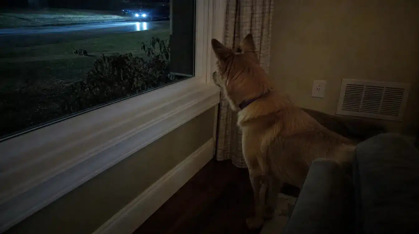 dog barking at night near a window after hearing wildlife and neighborhood sounds outside