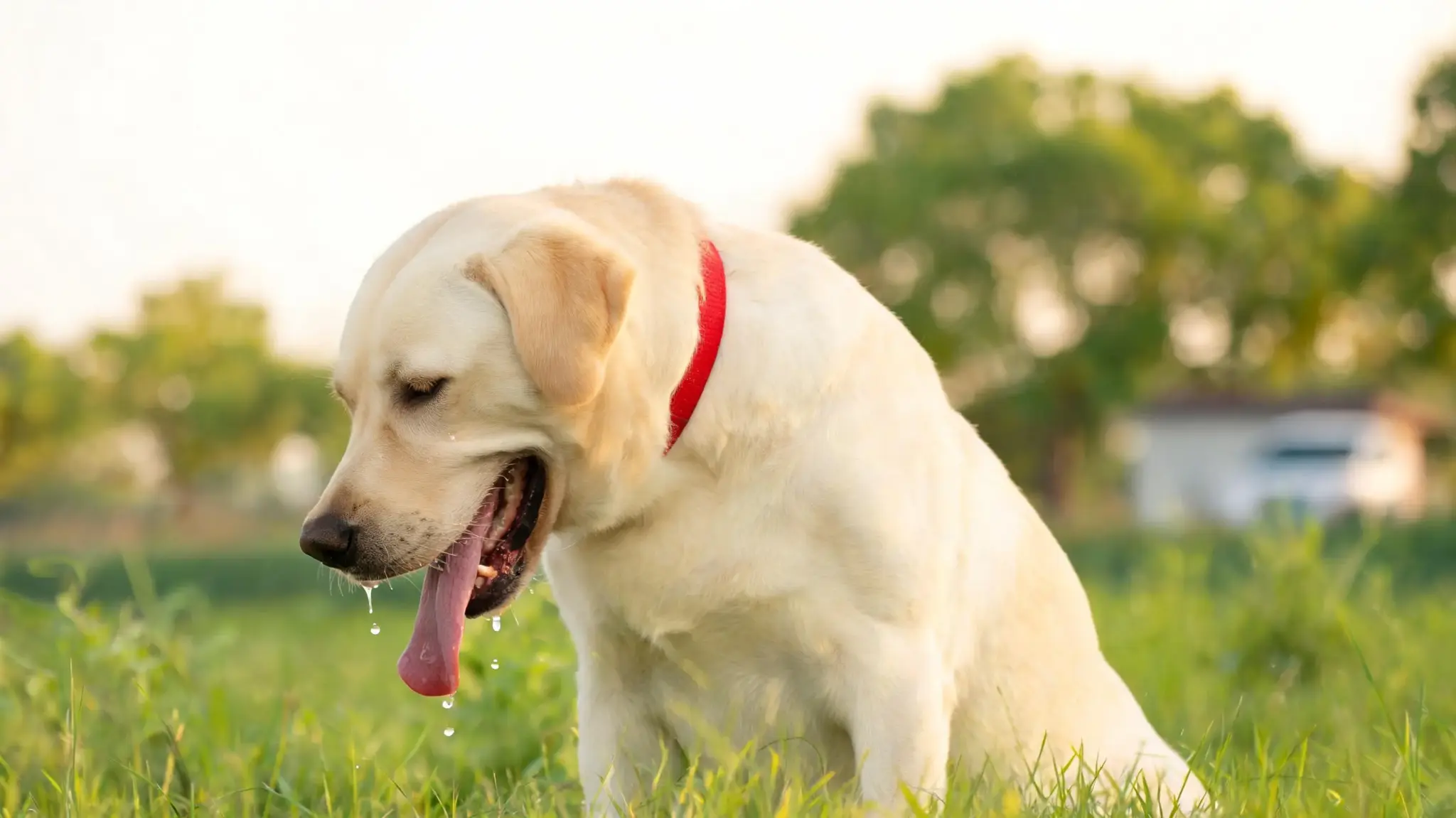 dog gagging with drooling signs caused by possible throat irritation or discomfort