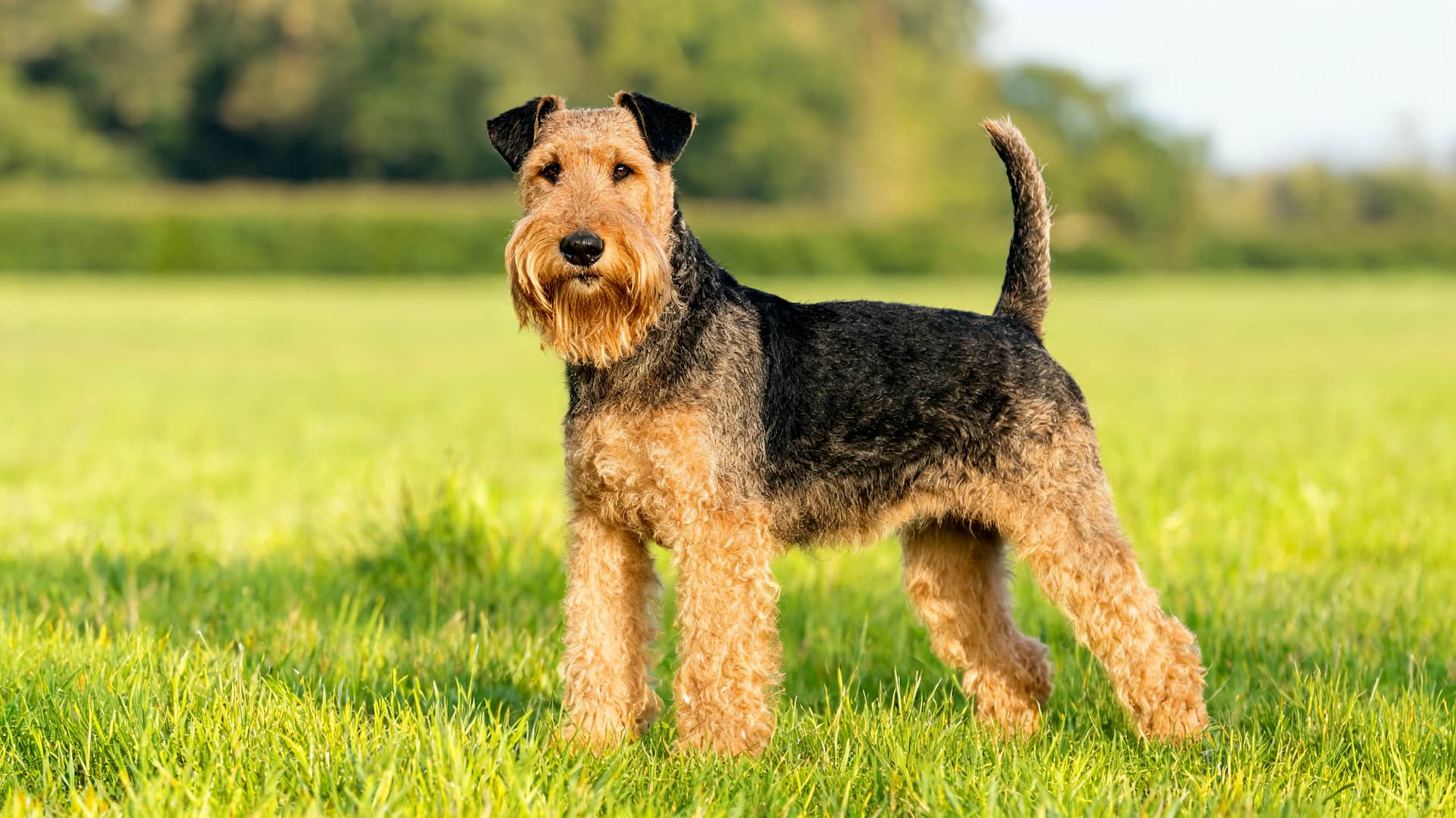full grown Airedale Terrier with wiry coat outdoors