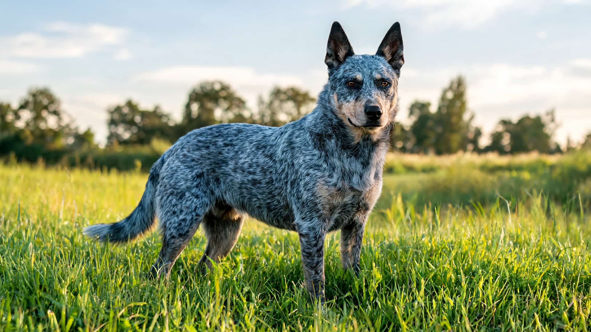 full grown Australian Cattle Dog with speckled coat outdoors
