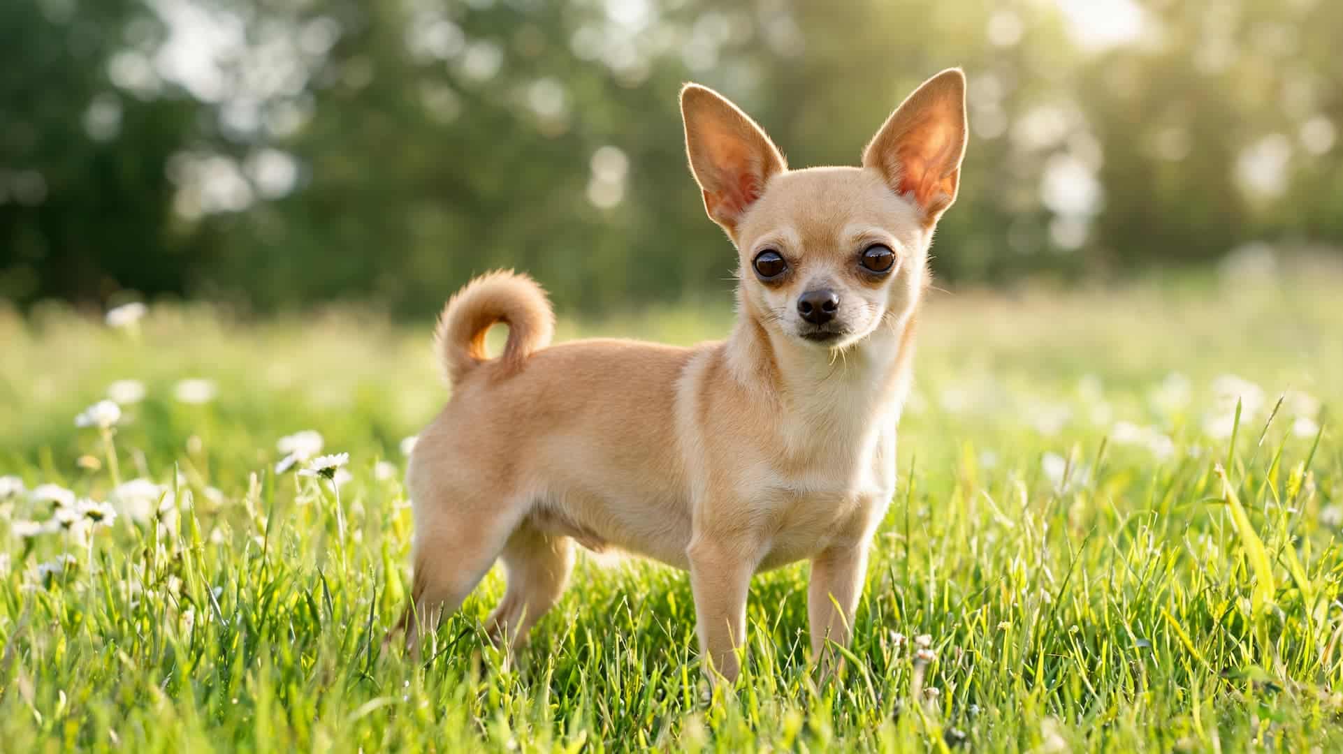 full grown Chihuahua dog with large ears outdoors