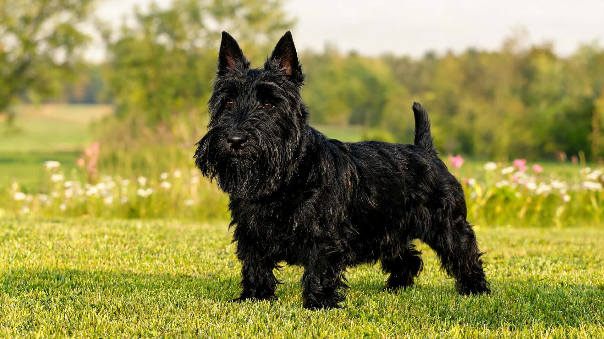 full grown Scottish Terrier with black coat outdoors
