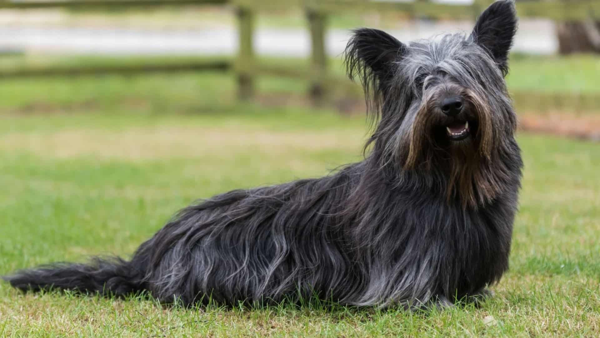 full grown Skye Terrier dog with long flowing coat and short legs standing outdoors