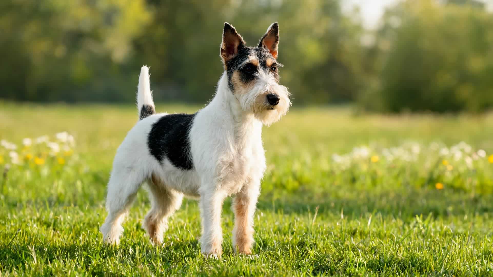 full grown Wire Fox Terrier with wiry coat outdoors