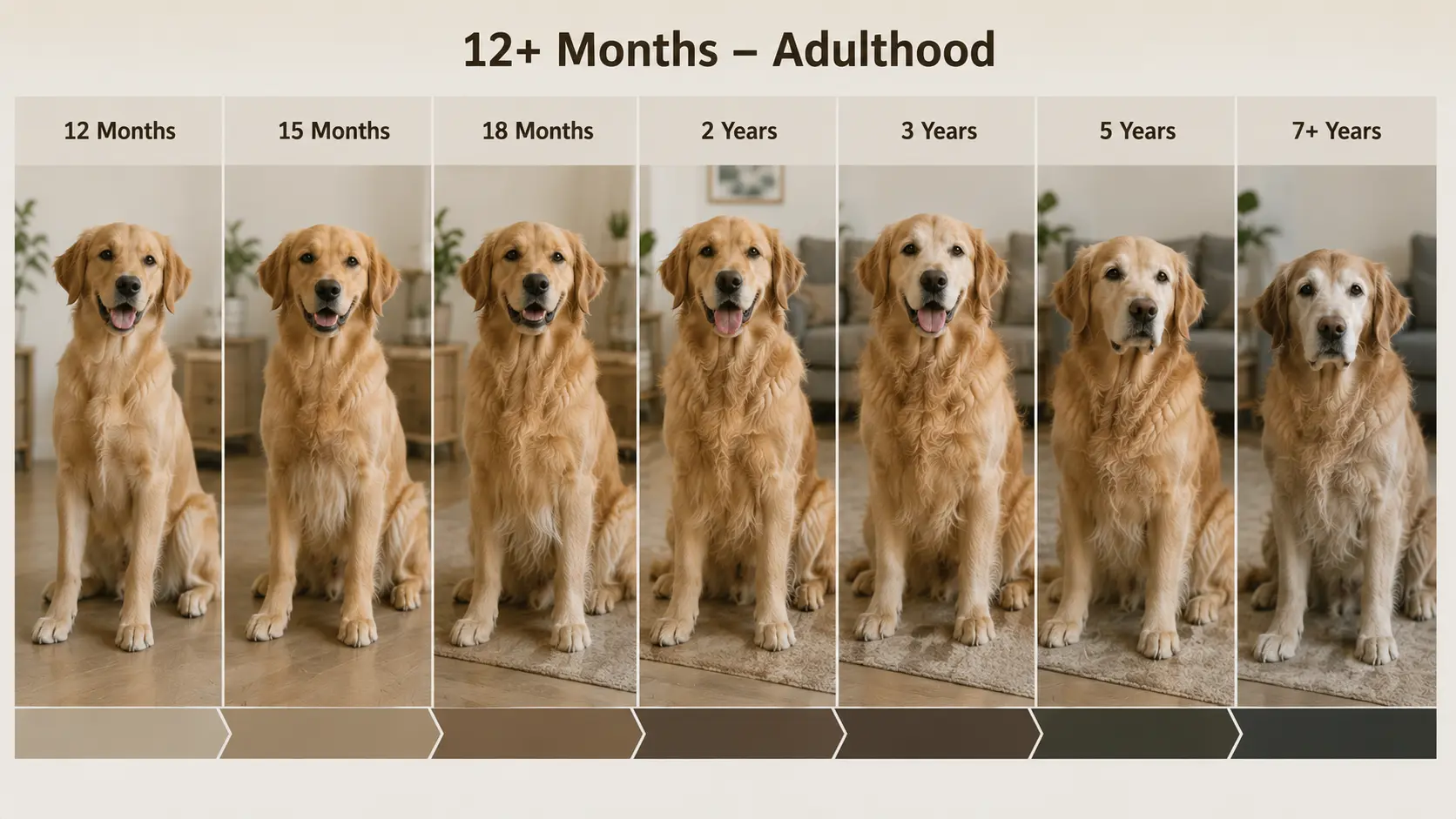 Golden Retriever growth stages from 12 months to 5 years showing adult development