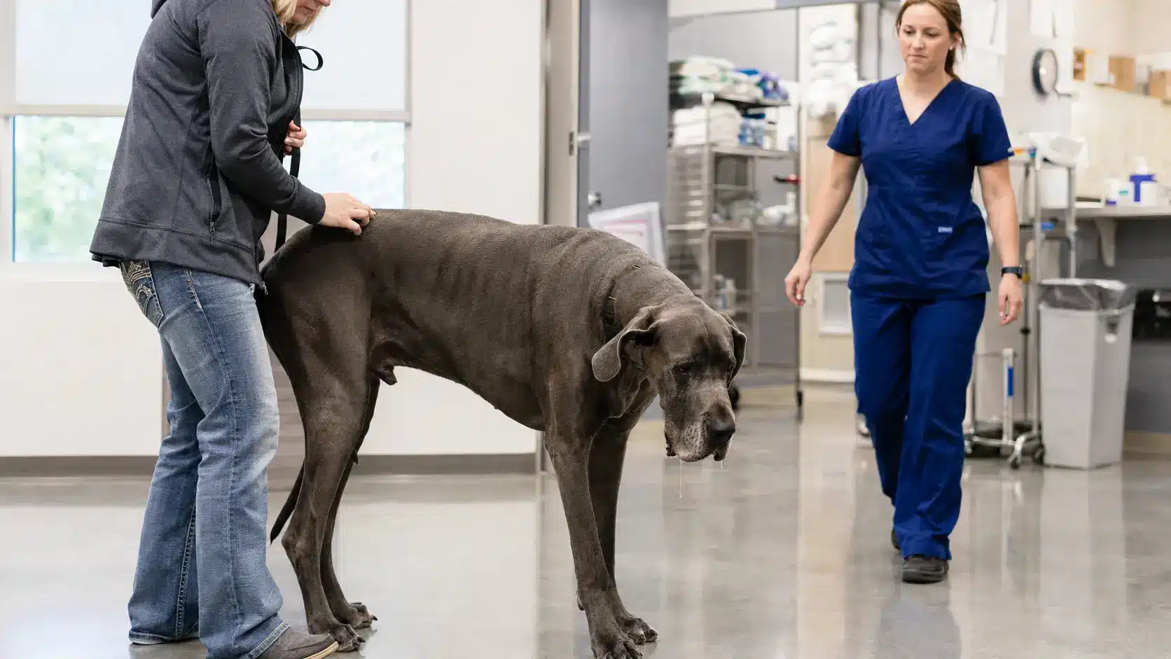 great dane showing discomfort beside its owner as a veterinarian approaches in an emergency animal hospital