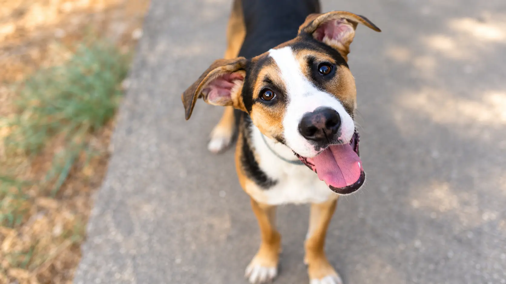 happy tricolor mixed breed dog looking up at the camera with its tongue out on a sunlit outdoor path